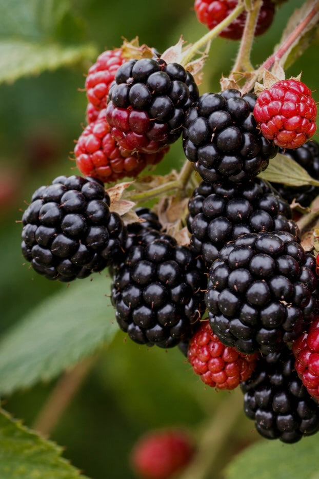 THE MOISTURE DAY CREAM