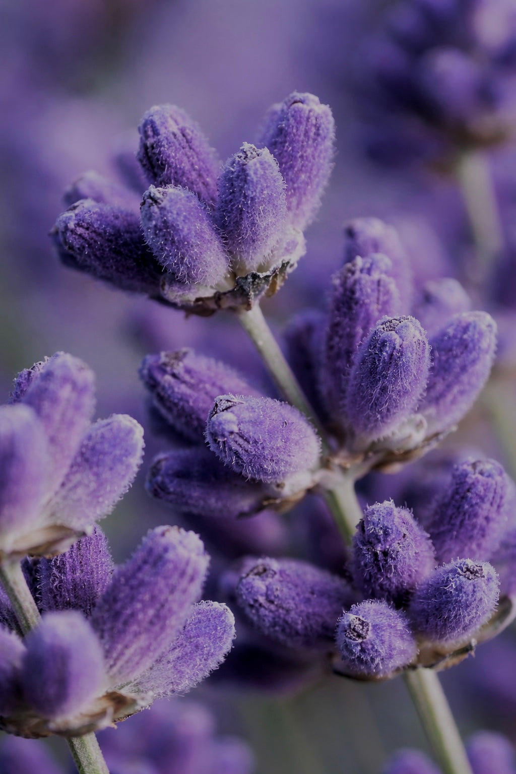 THE PORE PURIFYING TONER