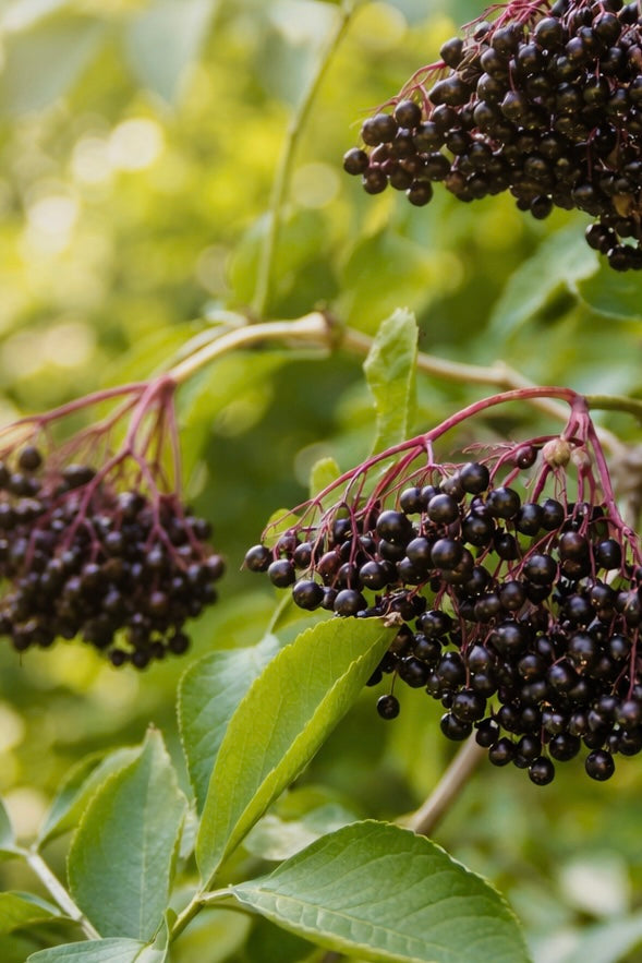 THE COLLAGEN BOOST ELIXIR