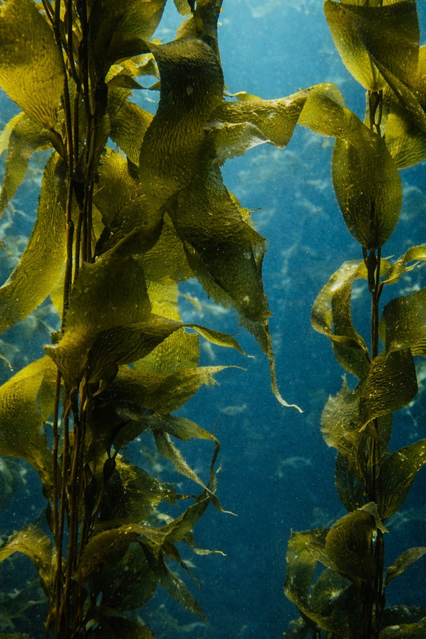 THE PLANKTONIC NIGHT ELIXIR