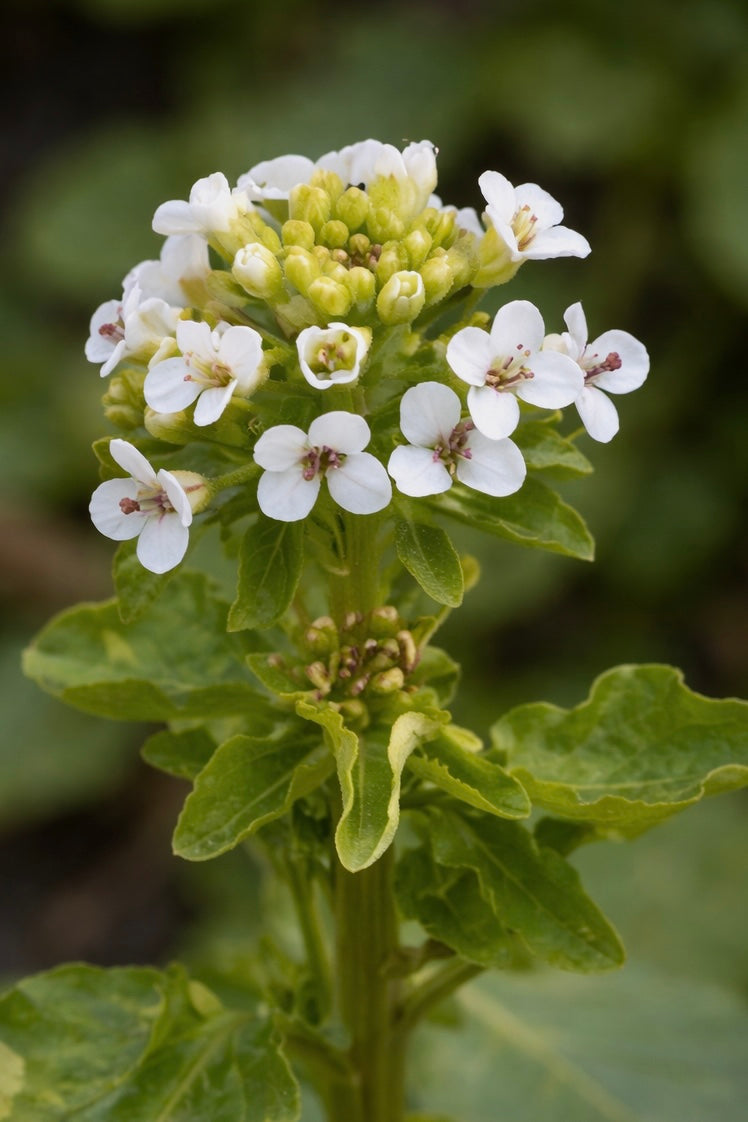 THE COLLAGEN BOOST ELIXIR