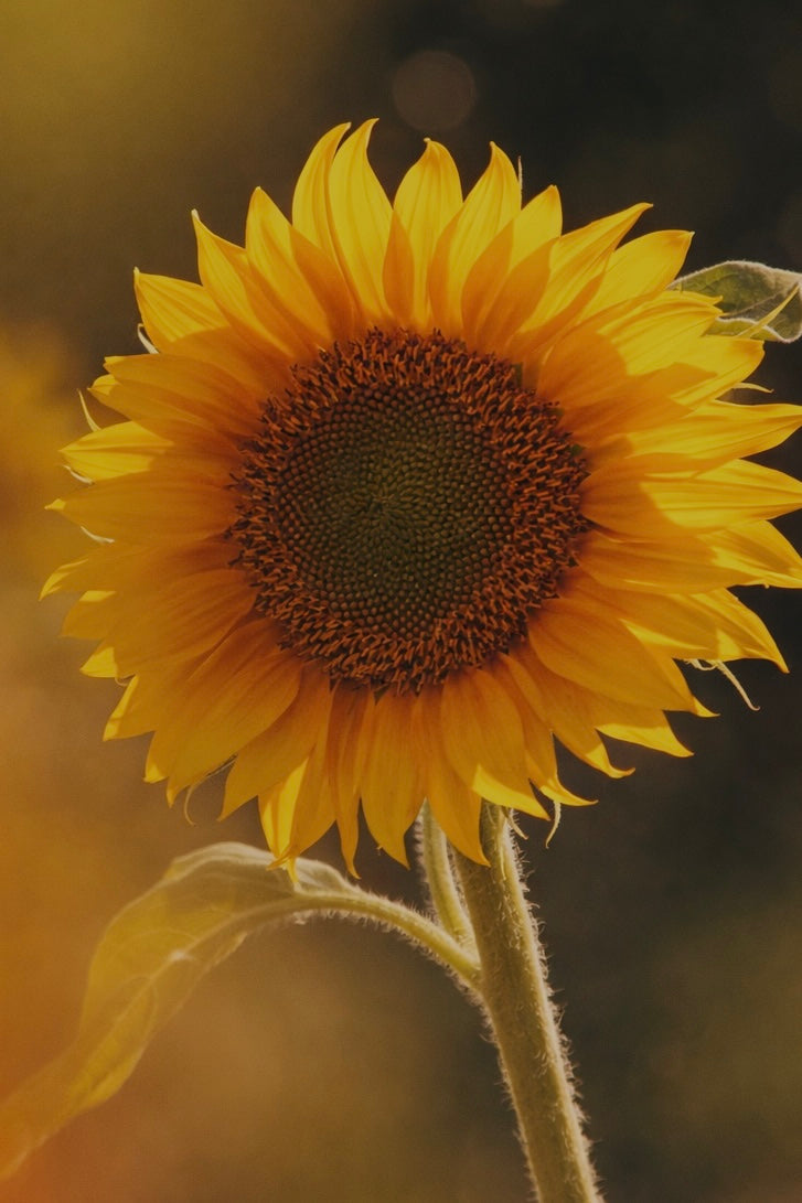 THE TRANSFORMING OIL CLEANSER