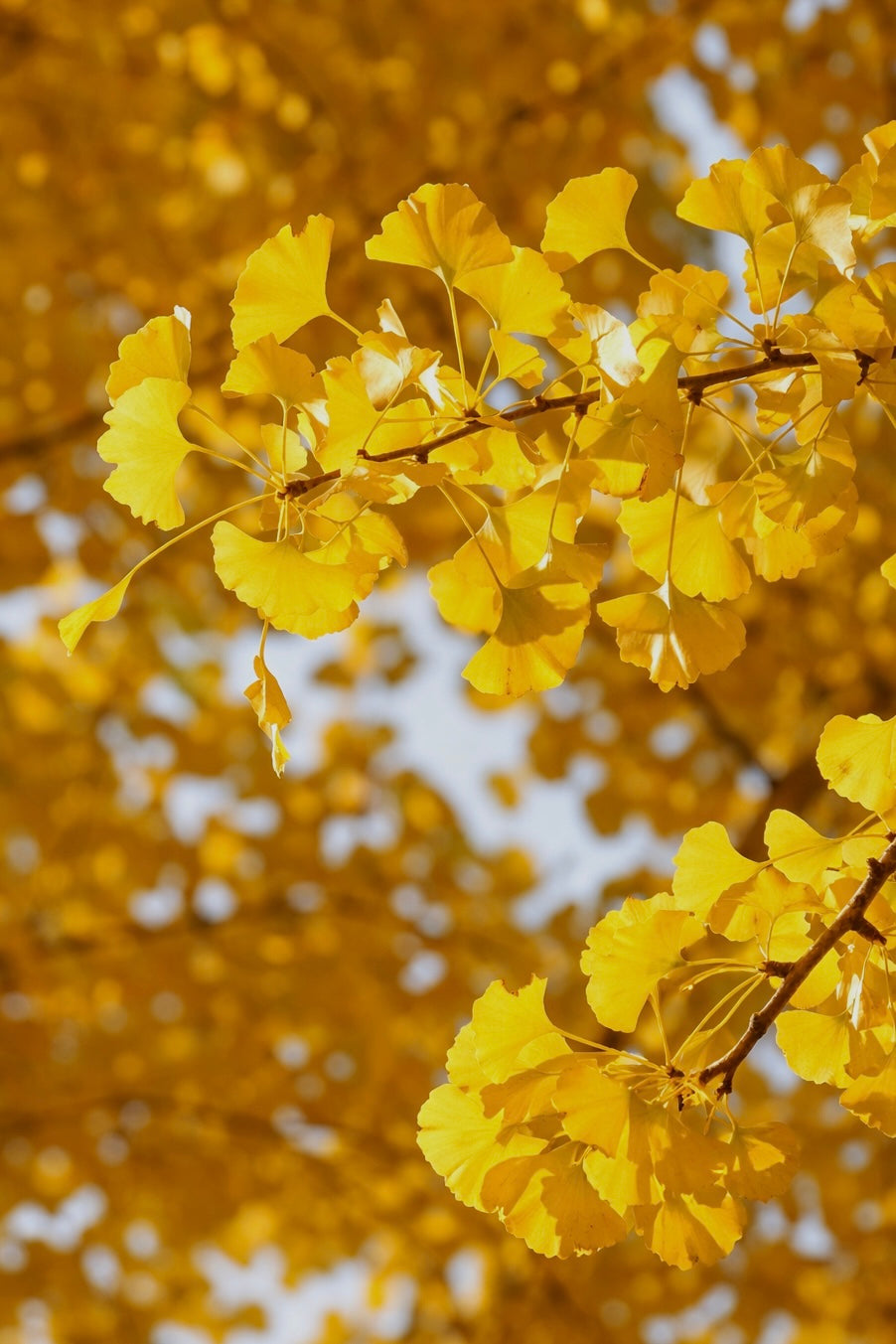 THE DARK CIRCLE EYE INFUSION