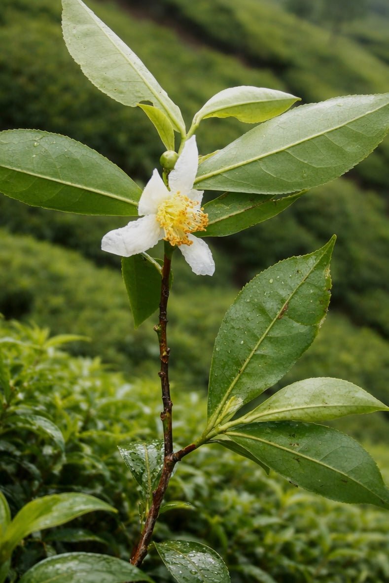 THE AHA PEELING DROPS