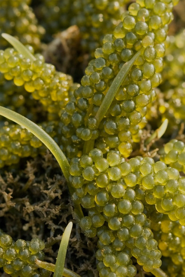 THE PLANKTONIC NIGHT ELIXIR