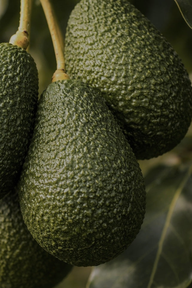 THE SKIN VITALITY OIL