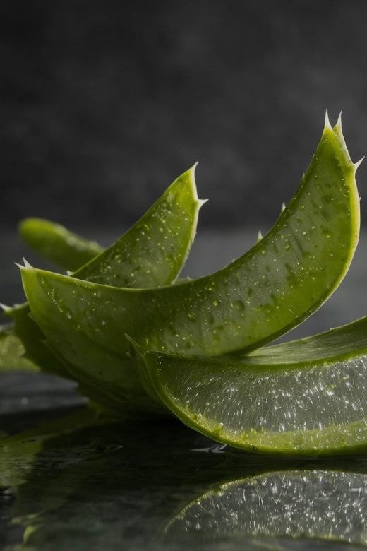 THE MOISTURE DAY CREAM