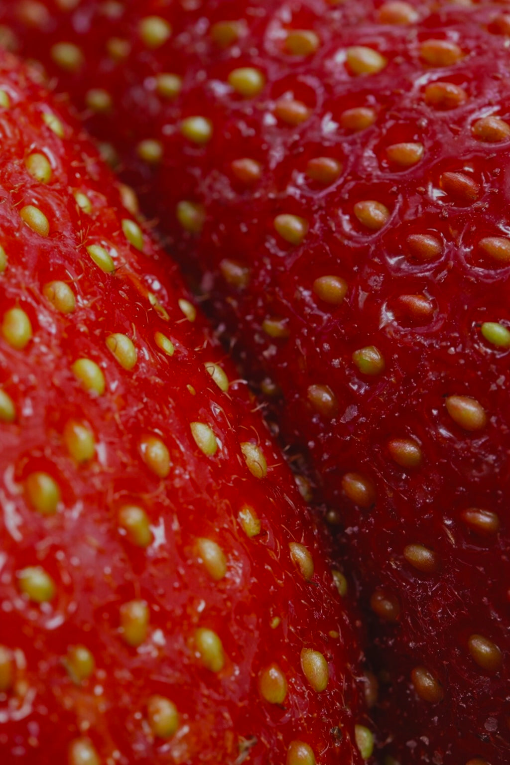 THE PEPTIDE RENEWAL SERUM