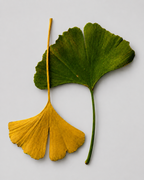 The Antioxidant Defense Booster