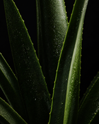 THE REFINING CLAY MASK